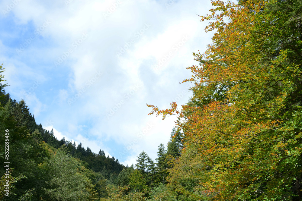Naklejka premium Crowns of autumn trees. Autumn
