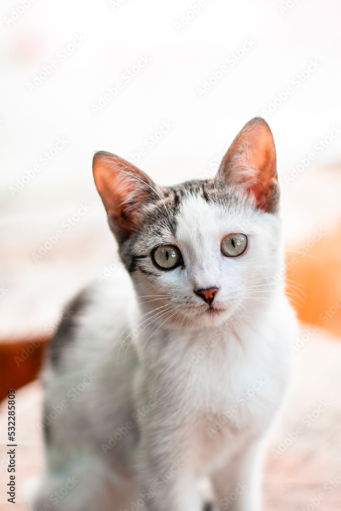 white stray cat on a white background