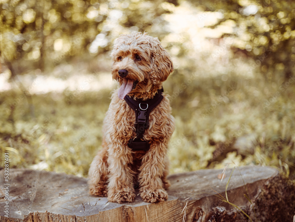 Cavapoo harness deals
