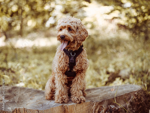 Cavapoo dog wearing black harness sitting steady with tongue out, looking to right. Female dog with curly fur sitting on the stomp in the woods. photo