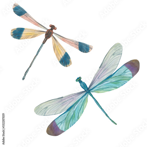 Dragonflies painted with watercolors isolated on a white background.
