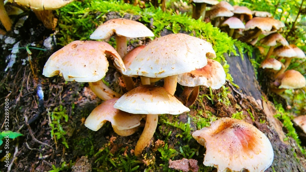 Fototapeta premium Mushroom VII