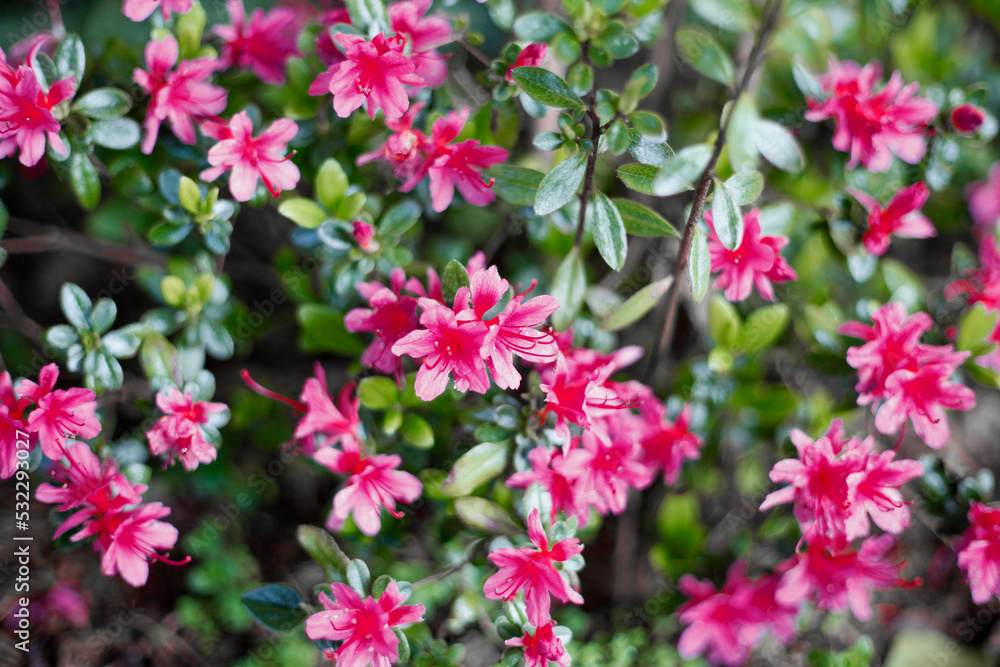 Flores Fuccias, flores rosadas Flores Fuccias, flores rosadas