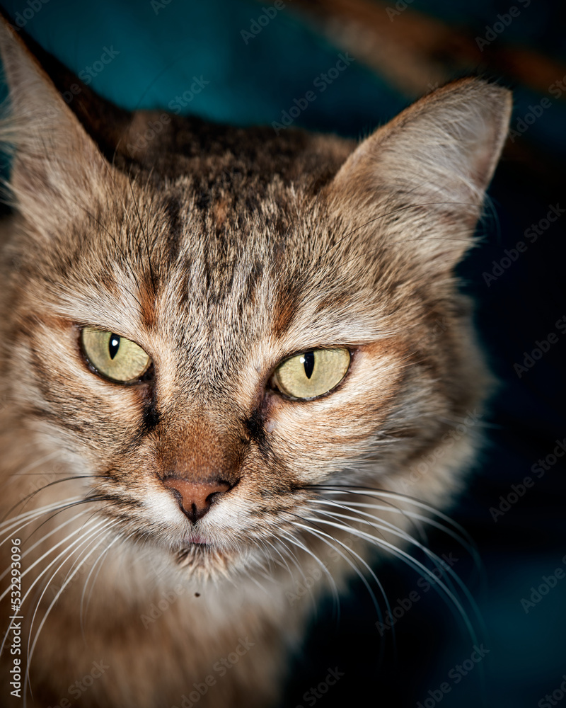 close-up portrait of a cat on a dark background