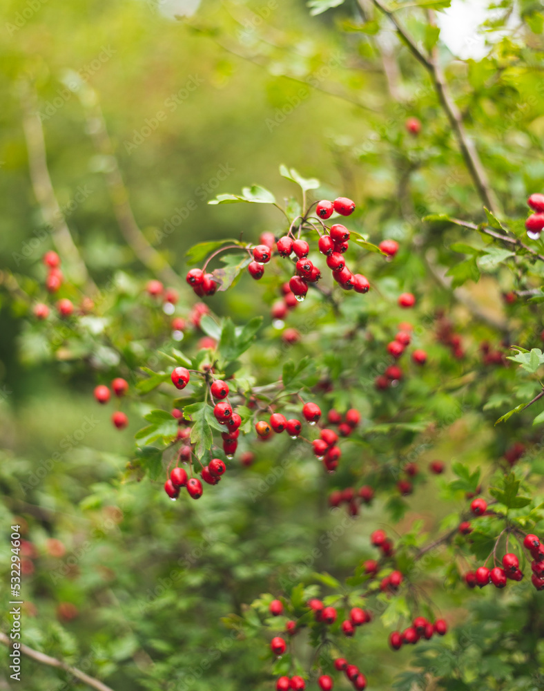 Red ripe cornelian berry or dogwoods growing in a meadow