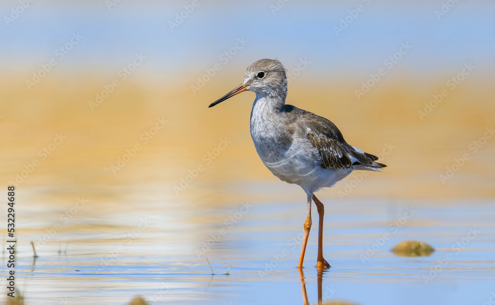 Common Redshank (Tringa totanus) is a migratory bird. It feeds on maggots and mollusks in wetlands in Asia, Europe, America and Africa. Common Redshank (Tringa totanus) is a migratory bird. It feeds on maggots and mollusks in wetlands in Asia, Europe, America and Africa.