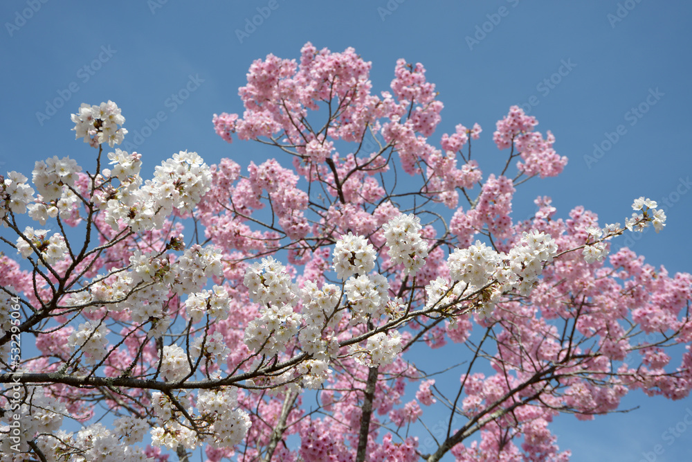 白とピンクの桜　花模様
