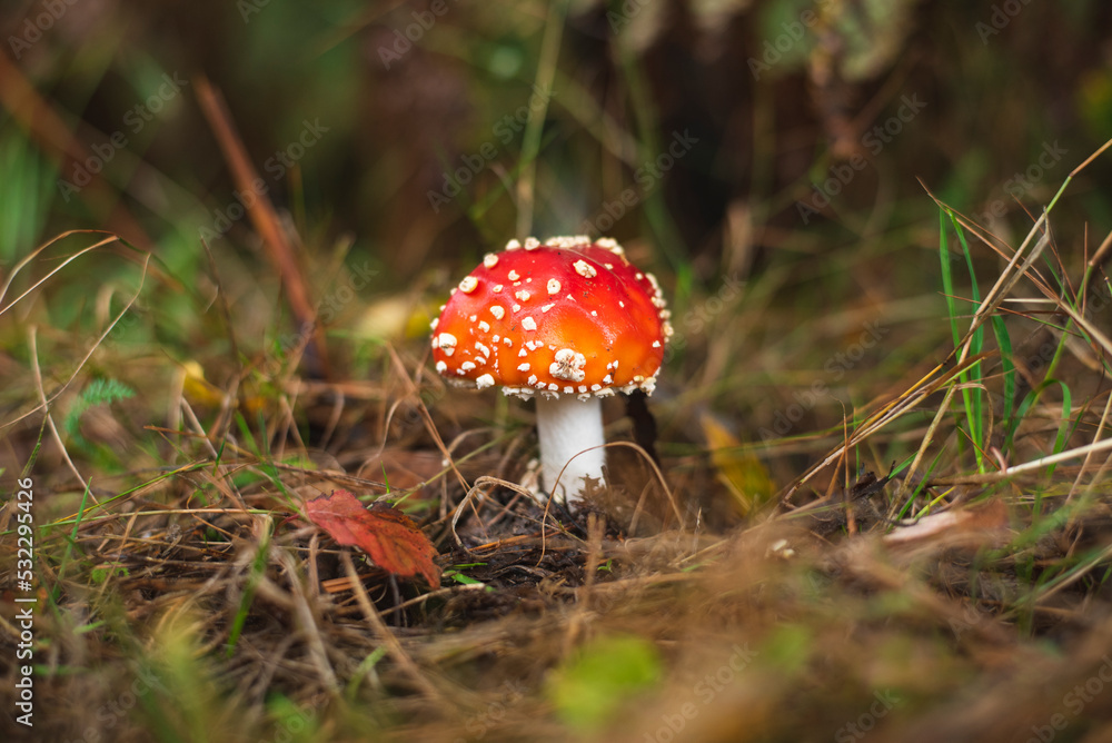 Fly agaric mushroom on green meadow Fly agaric mushroom on green meadow