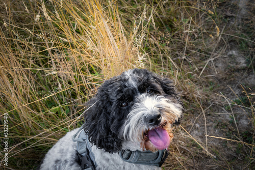 Portrait of a black and white cockapoo in a field