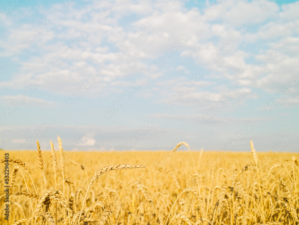Naklejka premium Bread field of a new crop on a sunny day
