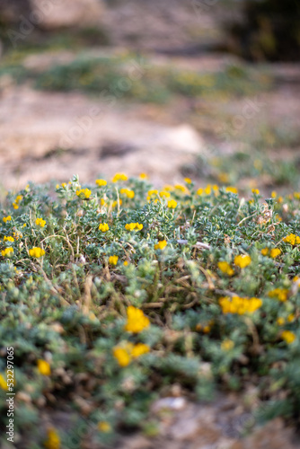 Detail of plants on the coast of Mallorca with view of the Mediterranean Sea.