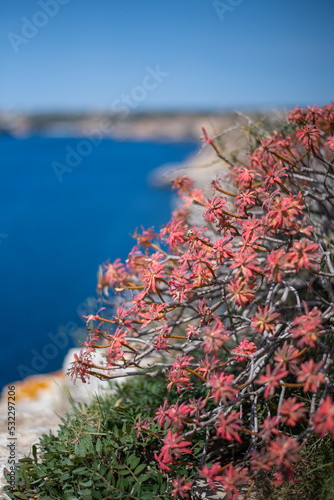 Detail of plants on the coast of Mallorca with view of the Mediterranean Sea.
