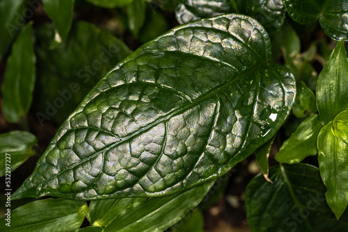 Leaves of Bahia Dorstenia (Dorstenia bahiensis) photo