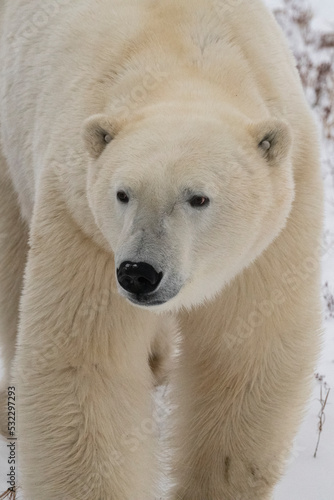 Canada, Manitoba, Churchill. Polar bear with ear tag.