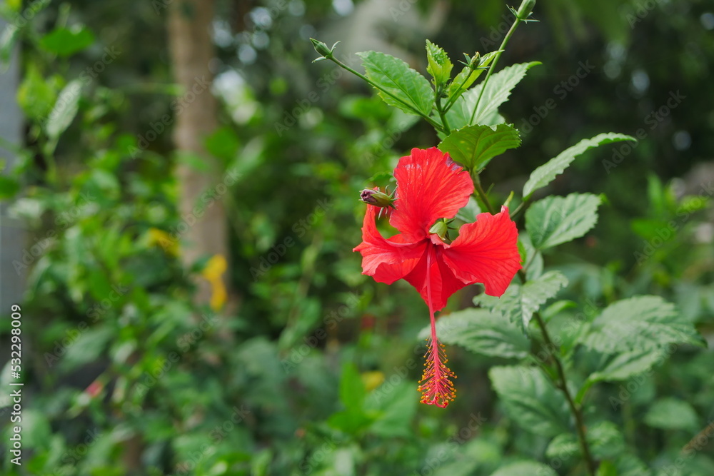 Hibicus (Shoeblack plant). Read beautiful flower with blurry background
