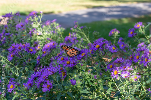 Close up view of a monarch butterfly feeding on purple aster flowers in a sunny garden, with defocused background
 photo
