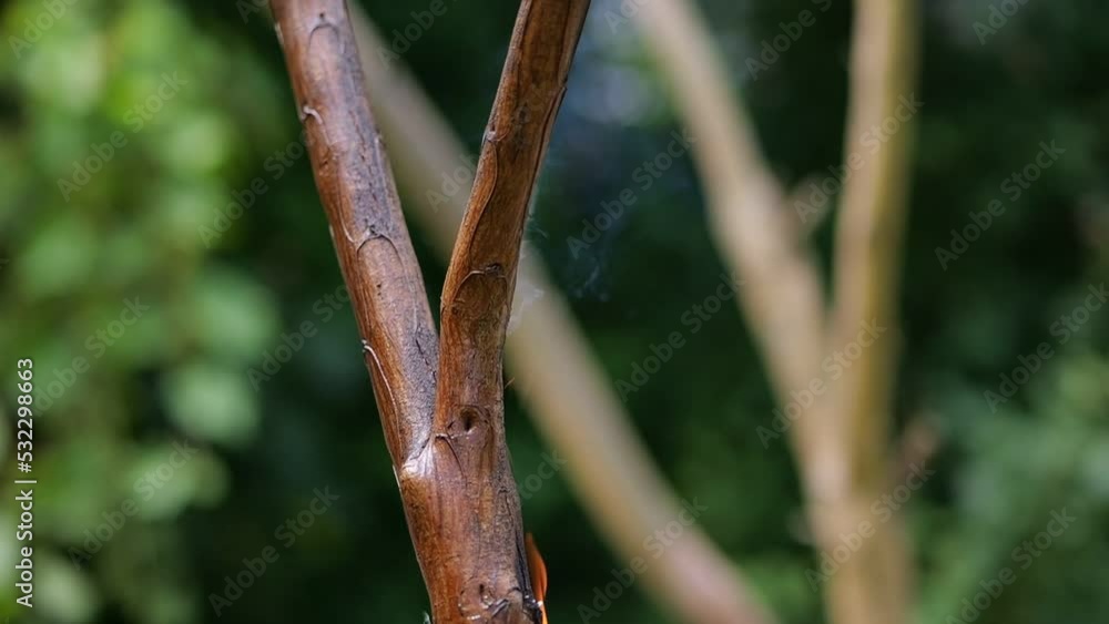 The problem of fires during drought. The limb of a tree is engulfed in fire. The flames seize the bark of the tree. The problem of fires during drought. The limb of a tree is engulfed in fire. The flames seize the bark of the tree.