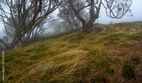 Panorama of Forest in Mist photo