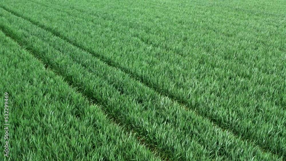 Young grain in the field flutters in the wind. Shot with a drone flight overhead. Slow motion. Young grain in the field flutters in the wind. Shot with a drone flight overhead. Slow motion.