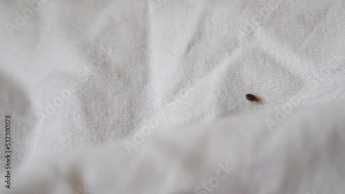 Bed bug crawling on bed linen