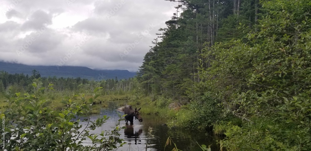 Moose in a lake, Baxter State Park, Maine
