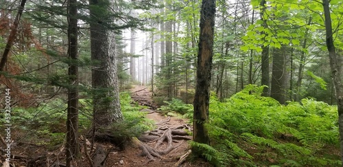 Foggy view between trees on a trail in Acadia National Park