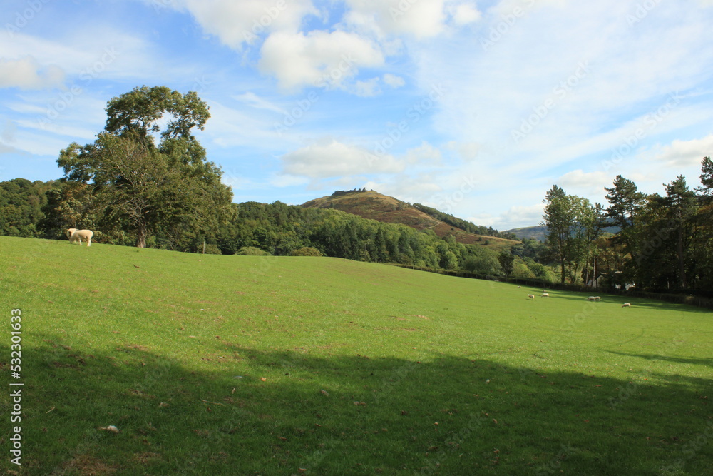 Green grassy rolling hills with woods, trees, heather and bracken foliage on a clear day