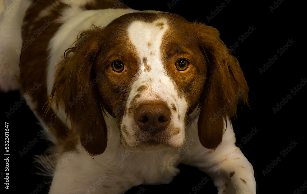 2022-09-21 A BROWN AND WHITE SPRINGER SPANIEL LYING DOWN STARING INTO THE CAMERA ON A BLACK BACKGROUND