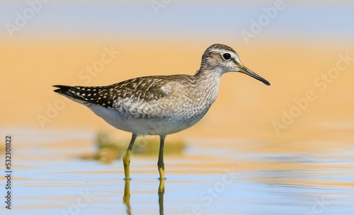 Wood Sandpiper (Tringa glareola) is a species of bird that lives in wetlands in Asia, Europe and Africa. 