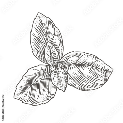 Basil leaves on a light background isolated. Hand-drawn spicy herb for cooking. The concept of organic food. Spices vector illustration.