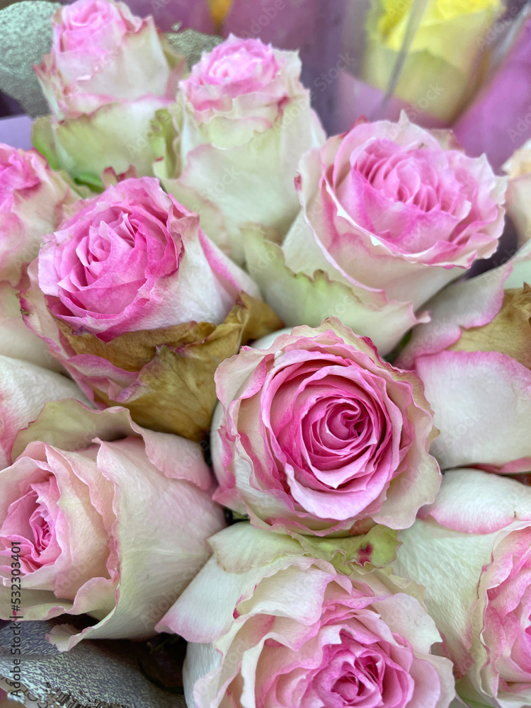Pink And Green Rose Bouquet Pink And Green Rose Bouquet
