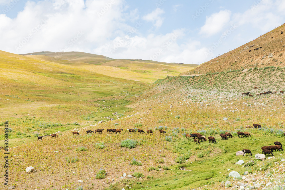 Rabot, Gorno-Badakhshan Autonomous Province, Tajikistan. A herd of goats grazing in the mountains of Tajikistan.
