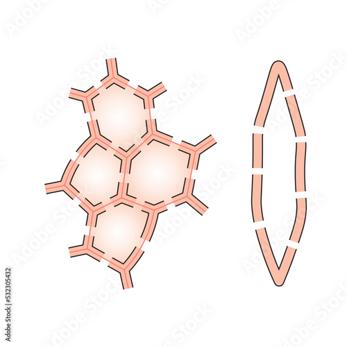 Scientific Designing of Sclerenchyma Structure. The Cell Type That Has Lignified Walls. Colorful Symbols. Vector Illustration. photo