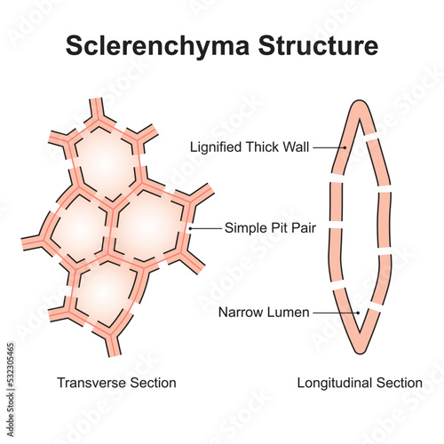 Scientific Designing of Sclerenchyma Structure. The Cell Type That Has Lignified Walls. Colorful Symbols. Vector Illustration. photo