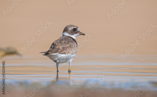 Common Ringed Plover (Charadrius hiaticula)'s feeding habitat is open beaches or the flat areas of Eurasia and Arctic Northeast Canada. Some also feed in areas far from the sea.  © selim