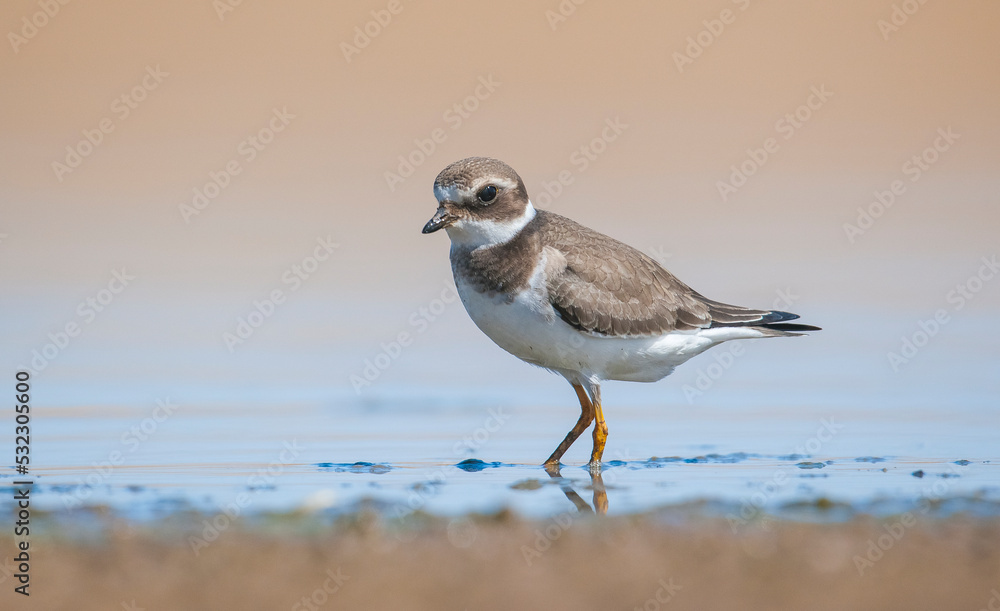 Fototapeta premium Common Ringed Plover (Charadrius hiaticula)'s feeding habitat is open beaches or the flat areas of Eurasia and Arctic Northeast Canada. Some also feed in areas far from the sea. 
