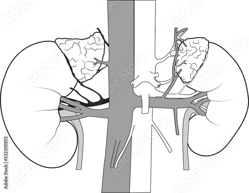 Human kidneys anatomy on white background. Human internal organ icon. Concept of urinary system endocrine system. Vector illustration.