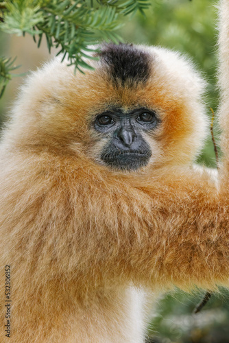 Buff-cheeked Gibbon  native to Laos  Vietnam  Cambodia