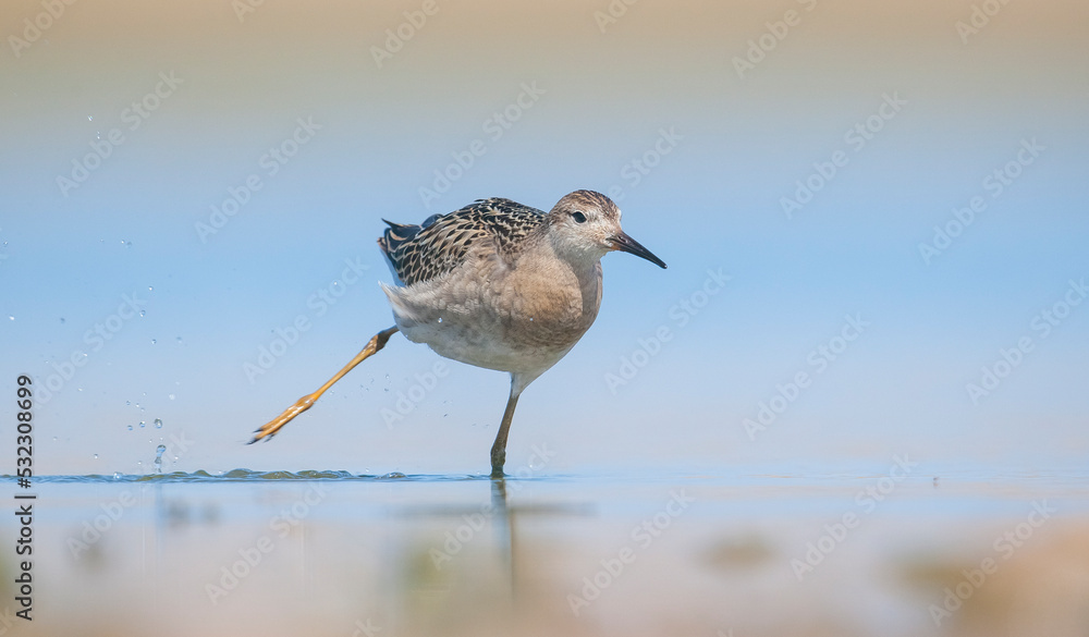 Ruff (Calidris pugnax) is a migratory species. It is a species that breeds in wetlands in the cold regions of Northern Eurasia, and winters in the tropics in the north, especially in Africa. Ruff (Calidris pugnax) is a migratory species. It is a species that breeds in wetlands in the cold regions of Northern Eurasia, and winters in the tropics in the north, especially in Africa.