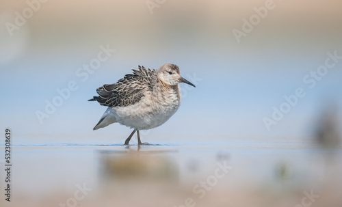 Ruff (Calidris pugnax) is a migratory species. It is a species that breeds in wetlands in the cold regions of Northern Eurasia, and winters in the tropics in the north, especially in Africa. © selim