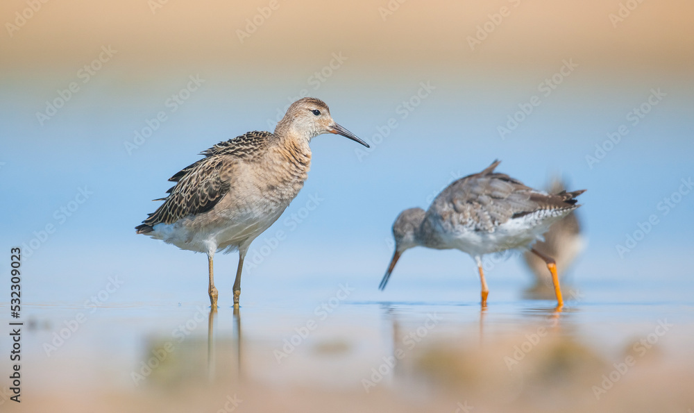 Ruff (Calidris pugnax) is a migratory species. It is a species that breeds in wetlands in the cold regions of Northern Eurasia, and winters in the tropics in the north, especially in Africa. Ruff (Calidris pugnax) is a migratory species. It is a species that breeds in wetlands in the cold regions of Northern Eurasia, and winters in the tropics in the north, especially in Africa.