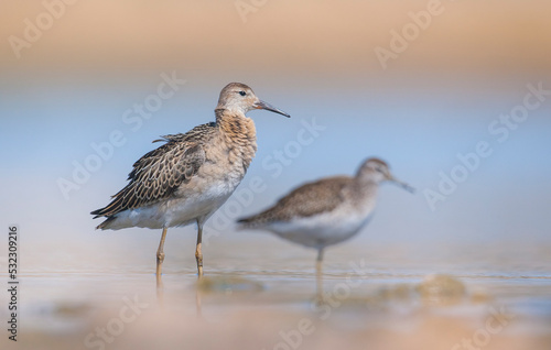 Ruff (Calidris pugnax) is a migratory species. It is a species that breeds in wetlands in the cold regions of Northern Eurasia, and winters in the tropics in the north, especially in Africa.