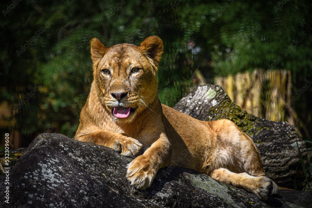 Naklejka premium Tiger in the Zoo