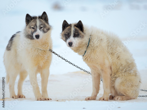 Sled dogs on sea ice during winter near Uummannaq in northern West Greenland beyond the Arctic Circle. Greenland  Danish territory