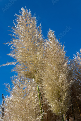 Grass fronds, feathery in autumn, fall light. © Robert L Parker