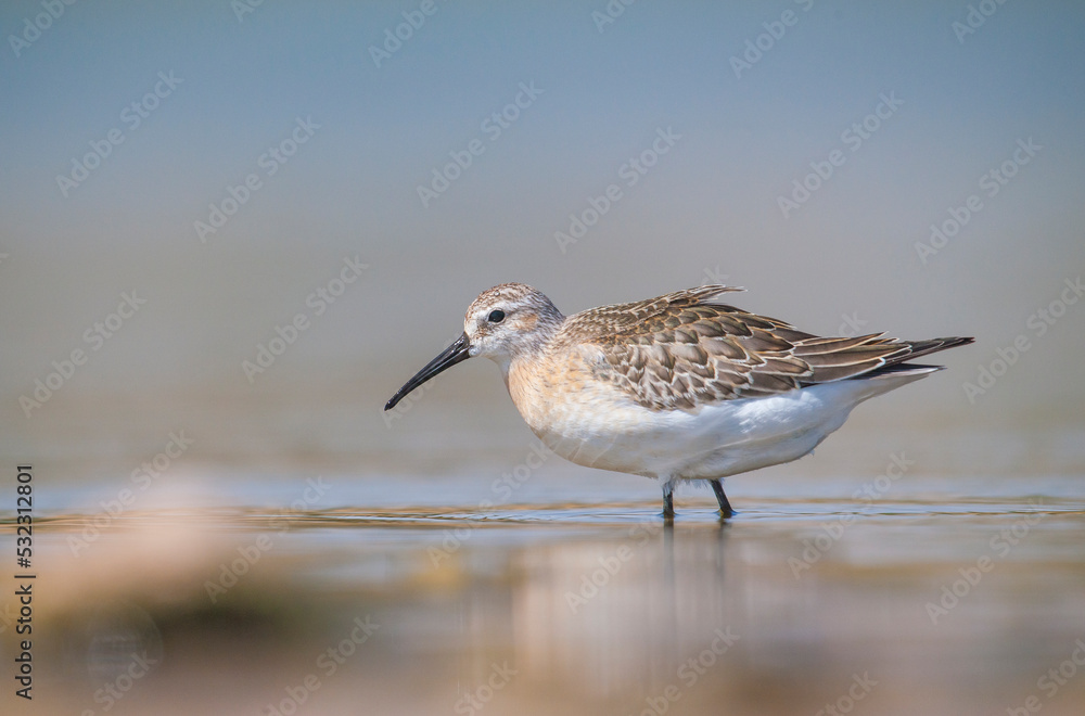 Curlew Sandpiper (Calidris ferruginea) is It breeds in the plains of the Arctic sea at the north pole. It occurs in the northern parts of Asia, Europe and the Americas.
Curlew Sandpiper (Calidris ferruginea) is It breeds in the plains of the Arctic sea at the north pole. It occurs in the northern parts of Asia, Europe and the Americas.
