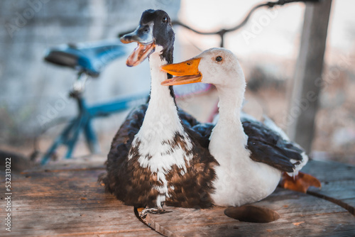 Lindo casal de patos na mesa de madeira na fazenda