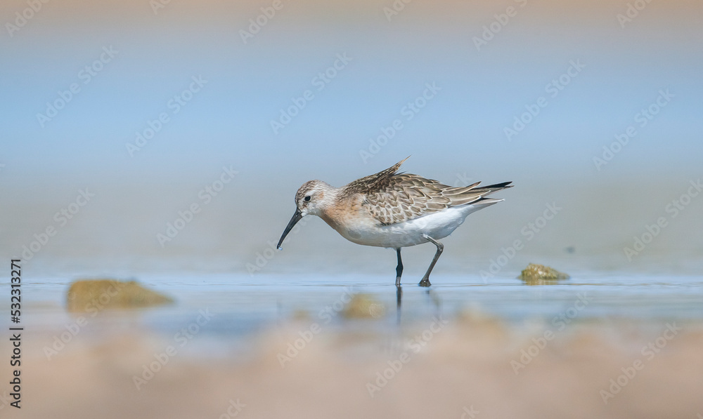 Curlew Sandpiper (Calidris ferruginea) is It breeds in the plains of the Arctic sea at the north pole. It occurs in the northern parts of Asia, Europe and the Americas.
Curlew Sandpiper (Calidris ferruginea) is It breeds in the plains of the Arctic sea at the north pole. It occurs in the northern parts of Asia, Europe and the Americas.