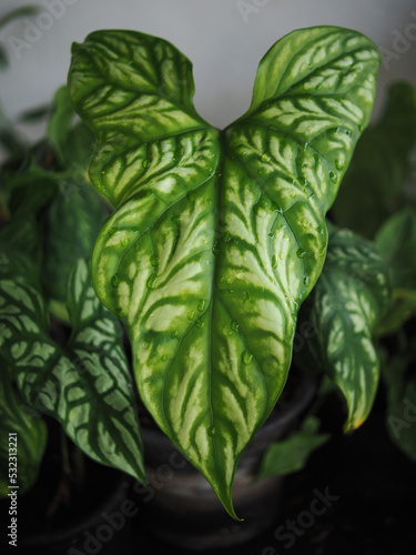 cercestis mirabills green leafe with bueatyful line on top white and green texture leafe photo