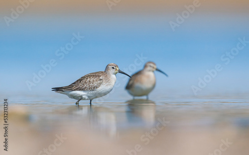 Curlew Sandpiper (Calidris ferruginea) is It breeds in the plains of the Arctic sea at the north pole. It occurs in the northern parts of Asia, Europe and the Americas. 